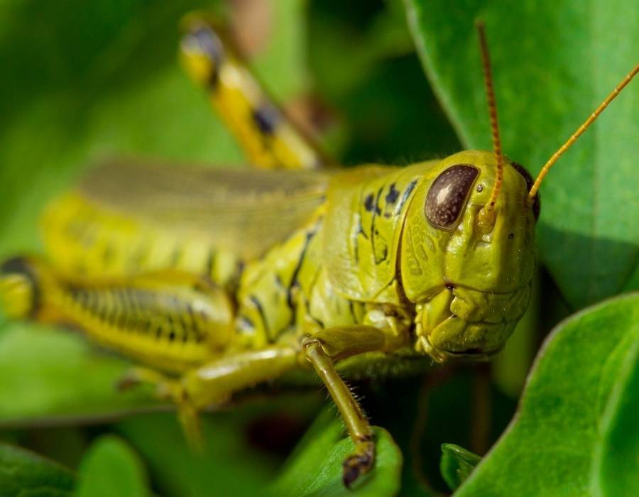 huge locust