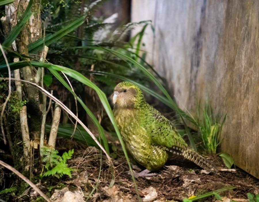 Kakapo or owl parrot (Strigops habroptilus)