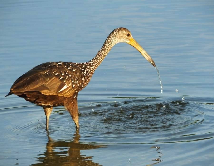 limpkin (Aramus guarauna)