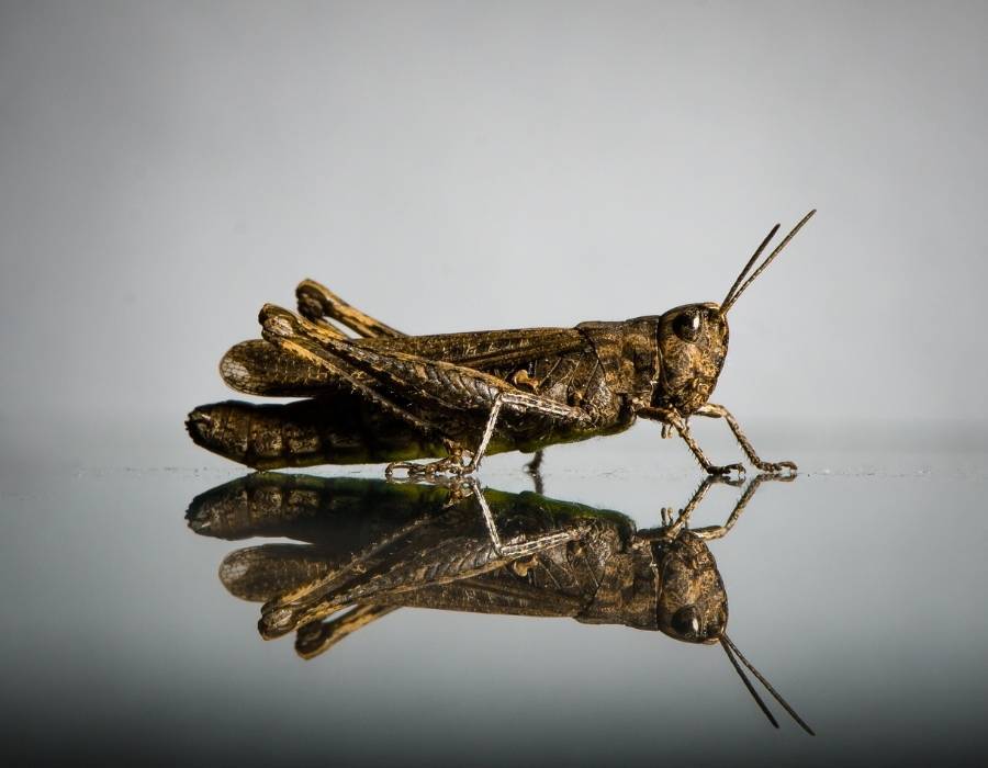 locust spiritual meaning