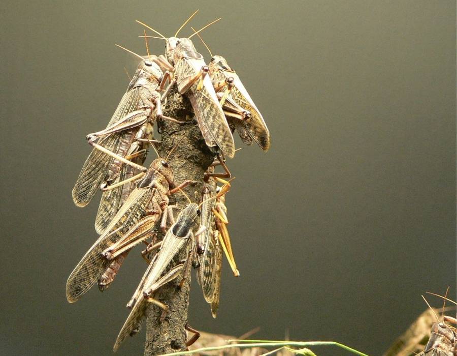 locusts together