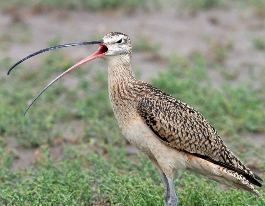 long-billed curlew (Numenius americanus)