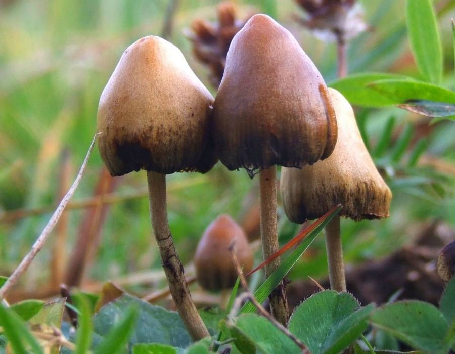 Psilocybin mushrooms or magic mushroom