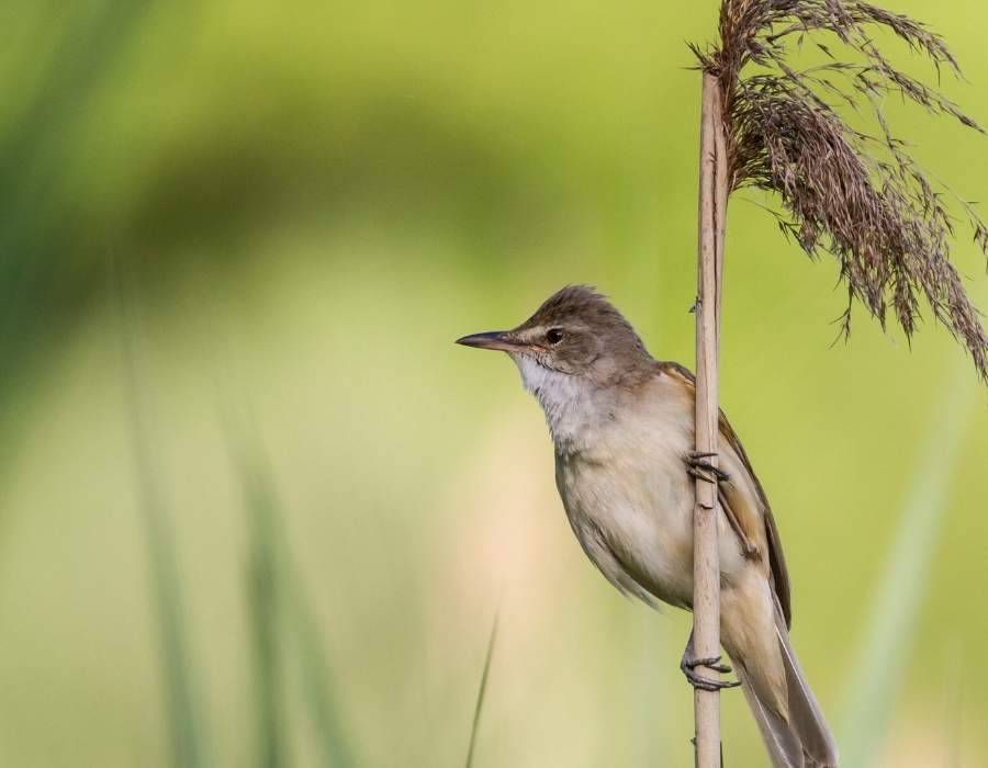  Millerbird (Acrocephalus familiaris) 