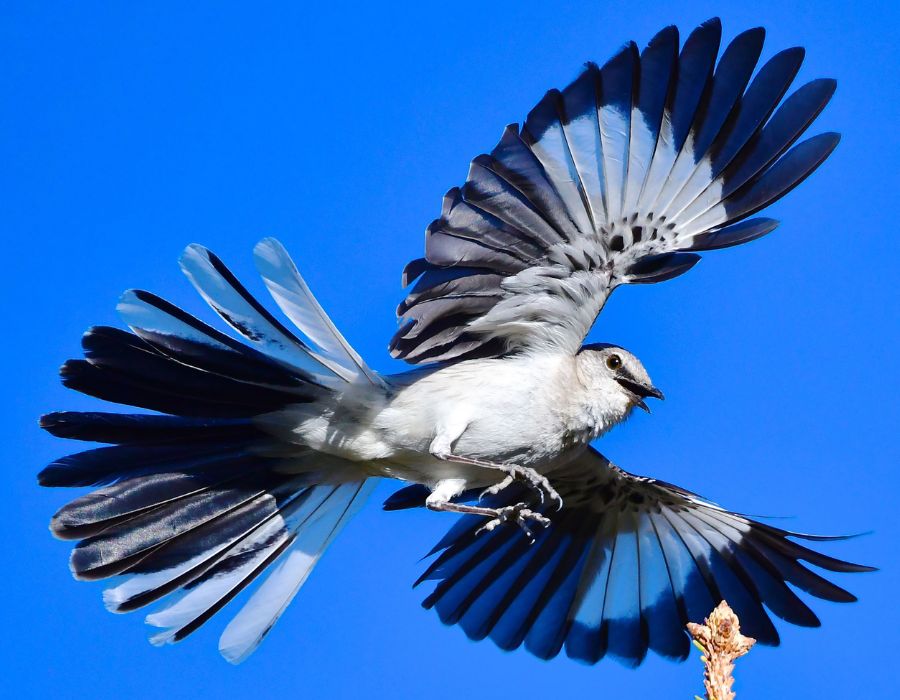 mockingbird feather in flight