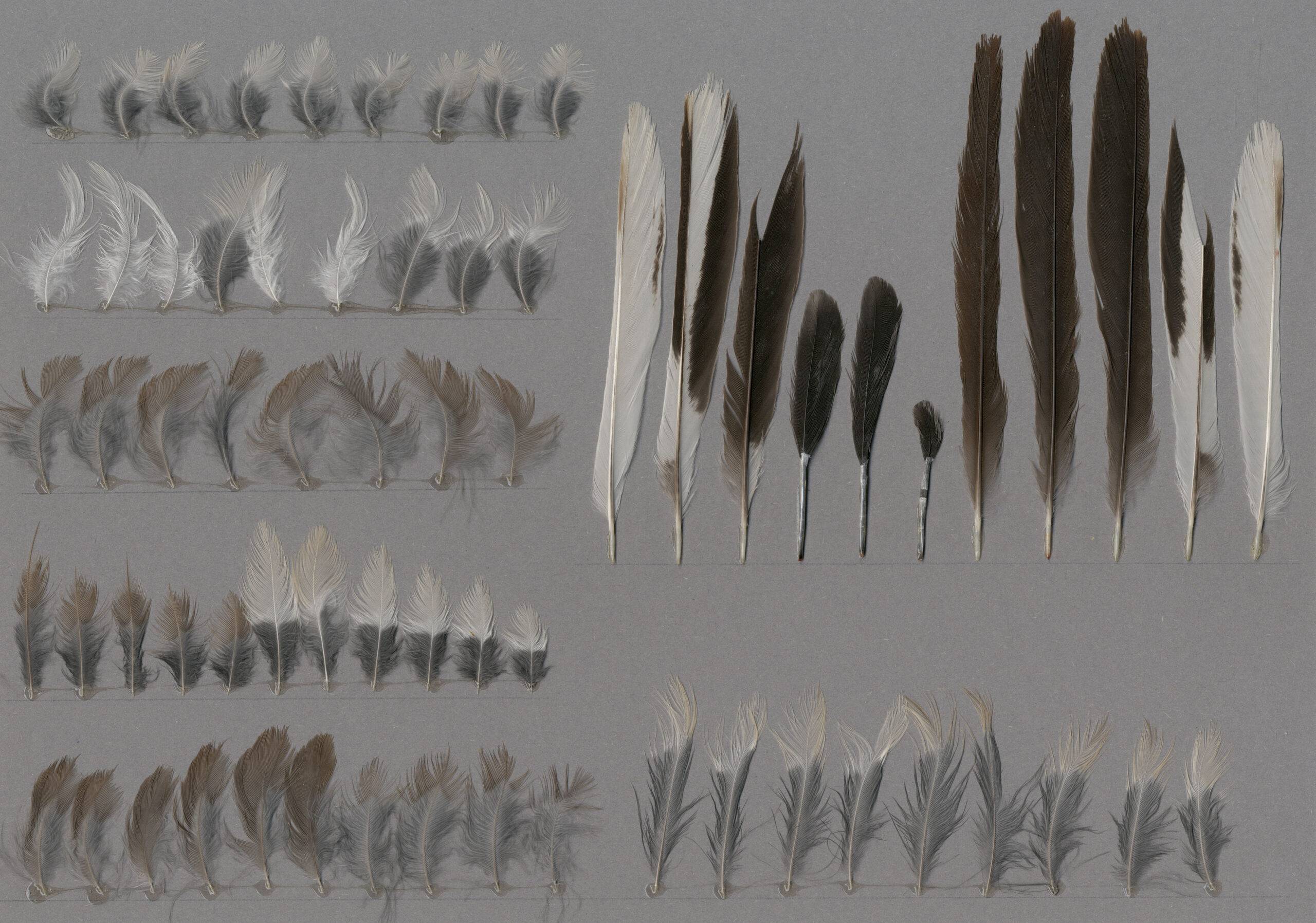 Close-up of mockingbird feather showing distinctive gray-white pattern