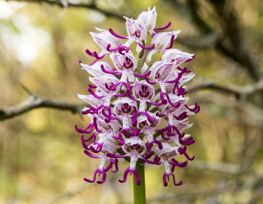 Dracula simia, called also monkey orchid or the monkey-like Dracula