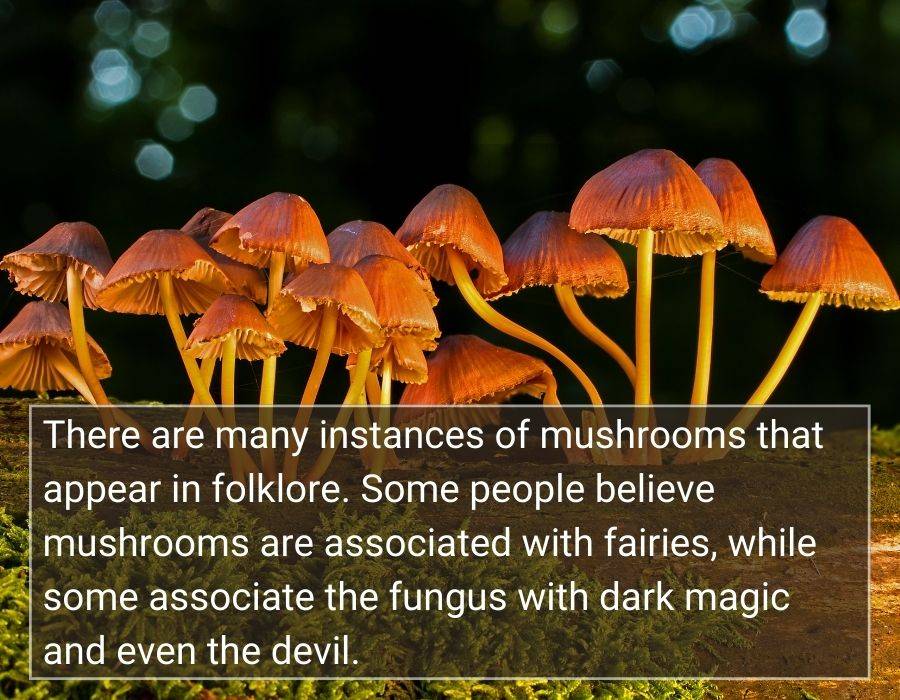 mushroom in folklore