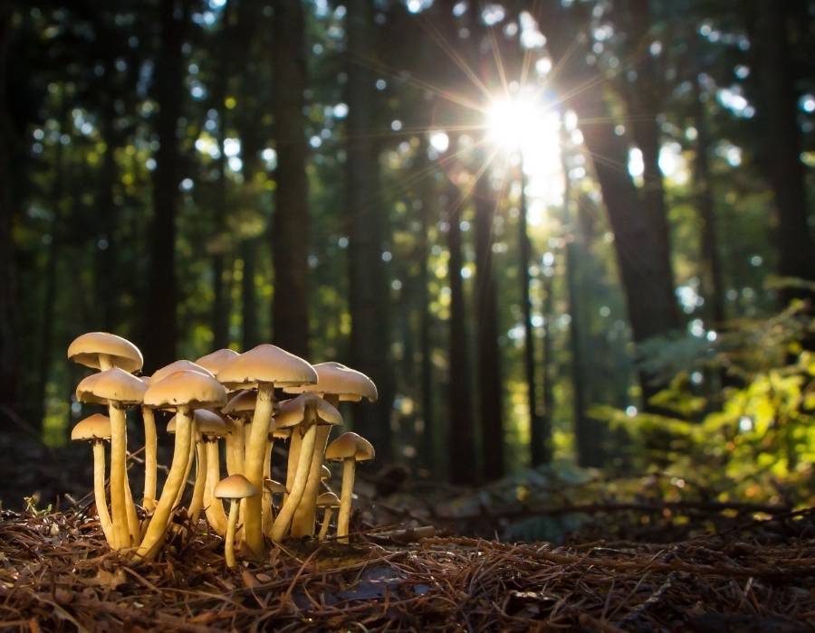 mushroom in forrest