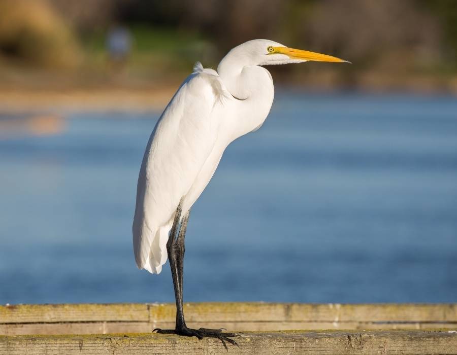 Great egret