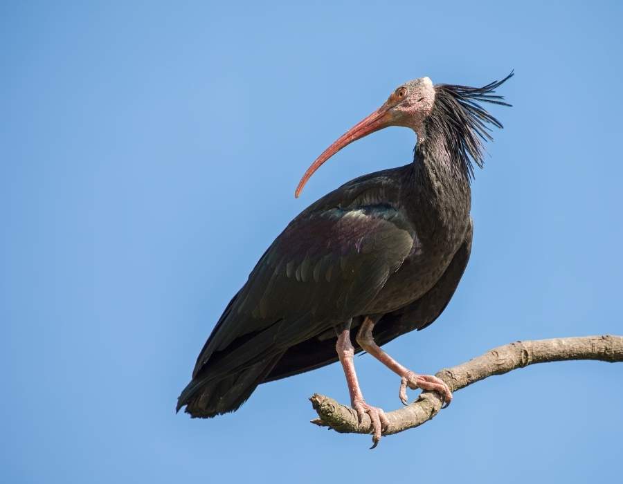 Northern bald ibis, hermit ibis or waldrapp (Geronticus eremita)