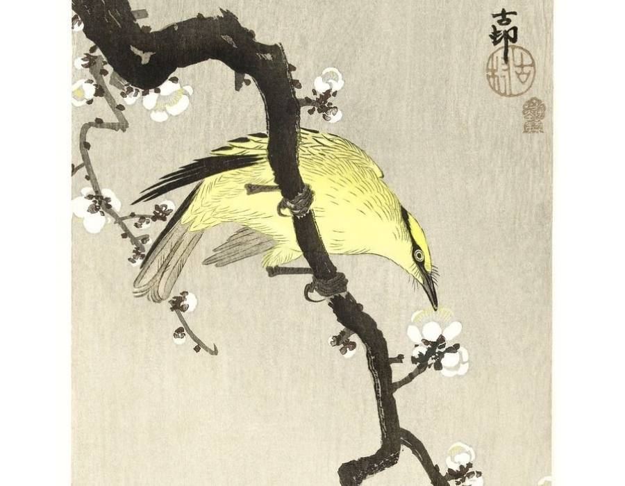 oriole chinese symbolism