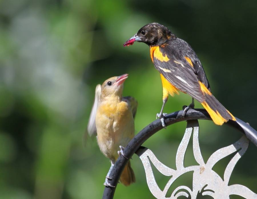 oriole feeding