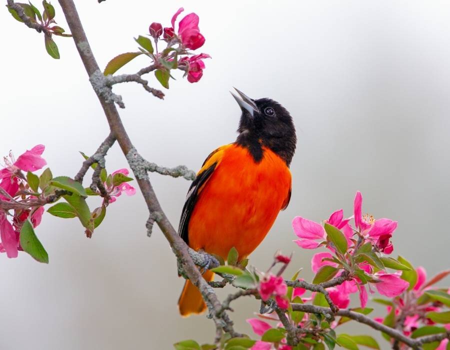 oriole on tree branch