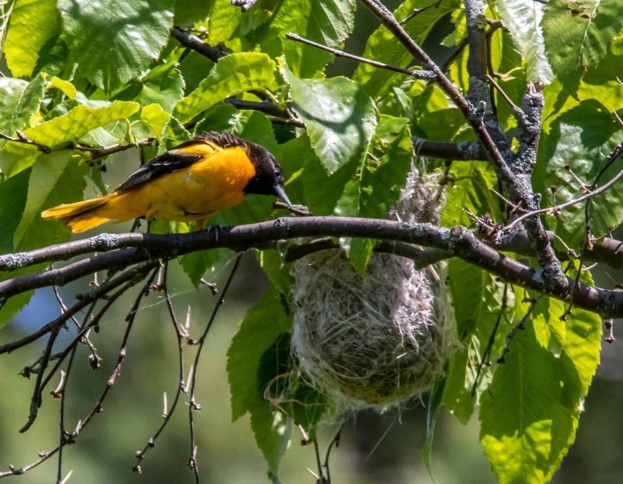 oriole totem animal