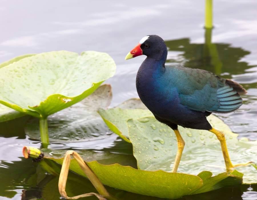 purple gallinule (Porphyrio martinicus) 