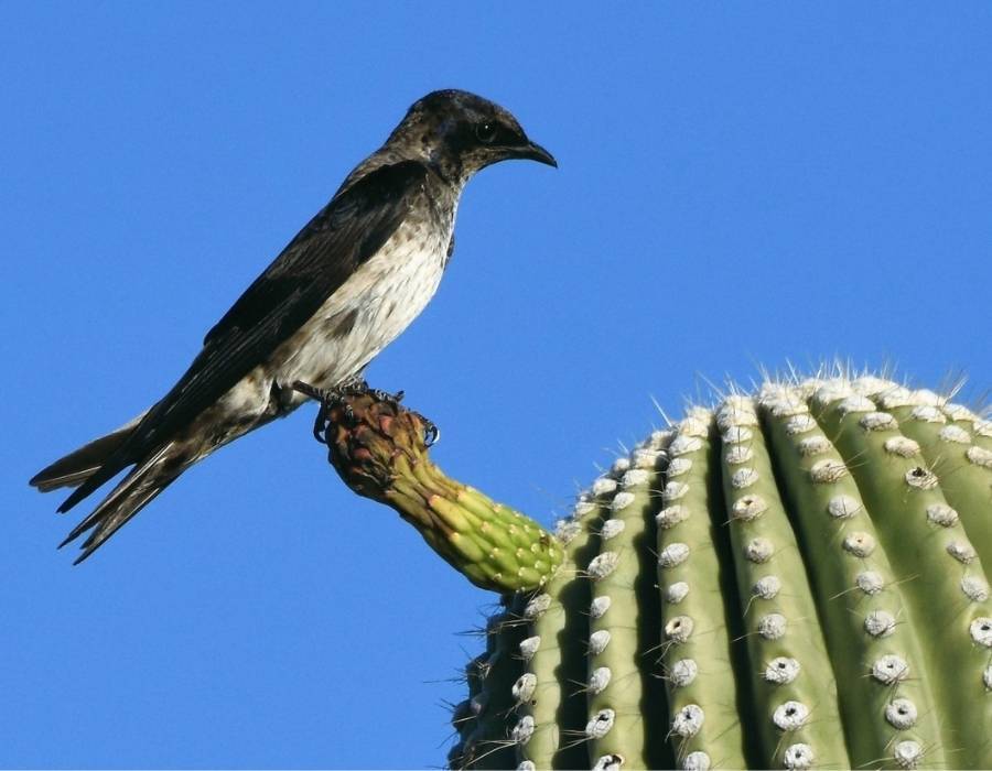 purple martin (Progne subis)