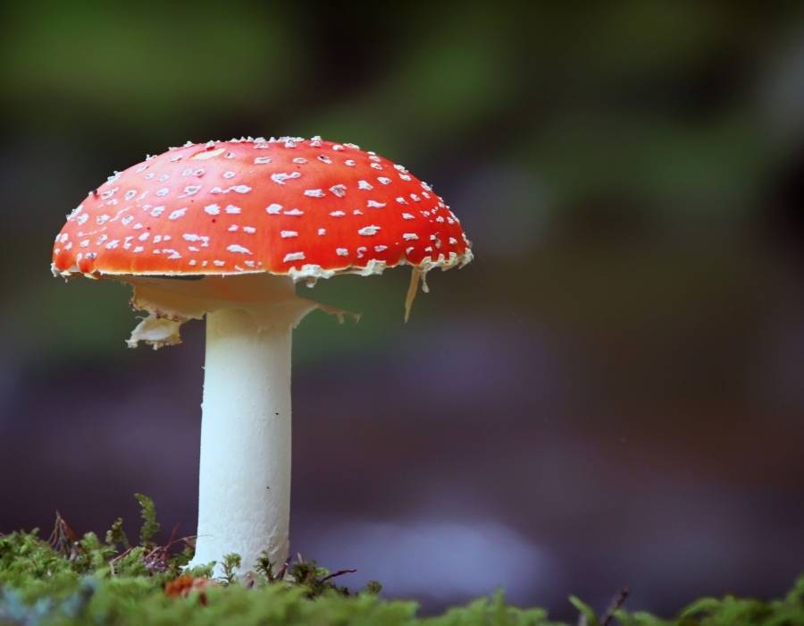 red mushroom