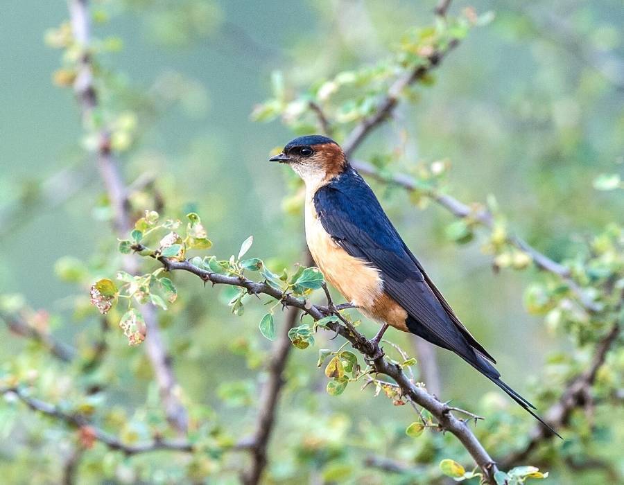 Red-rumped swallow (Cecropis daurica)