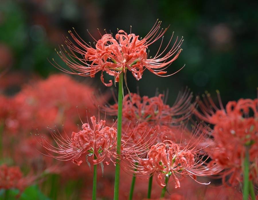 red spider lily (Lycoris radiata).