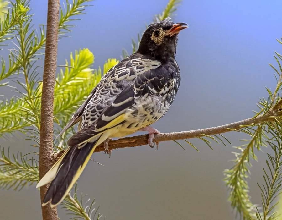 regent honeyeater (Anthochaera phrygia)