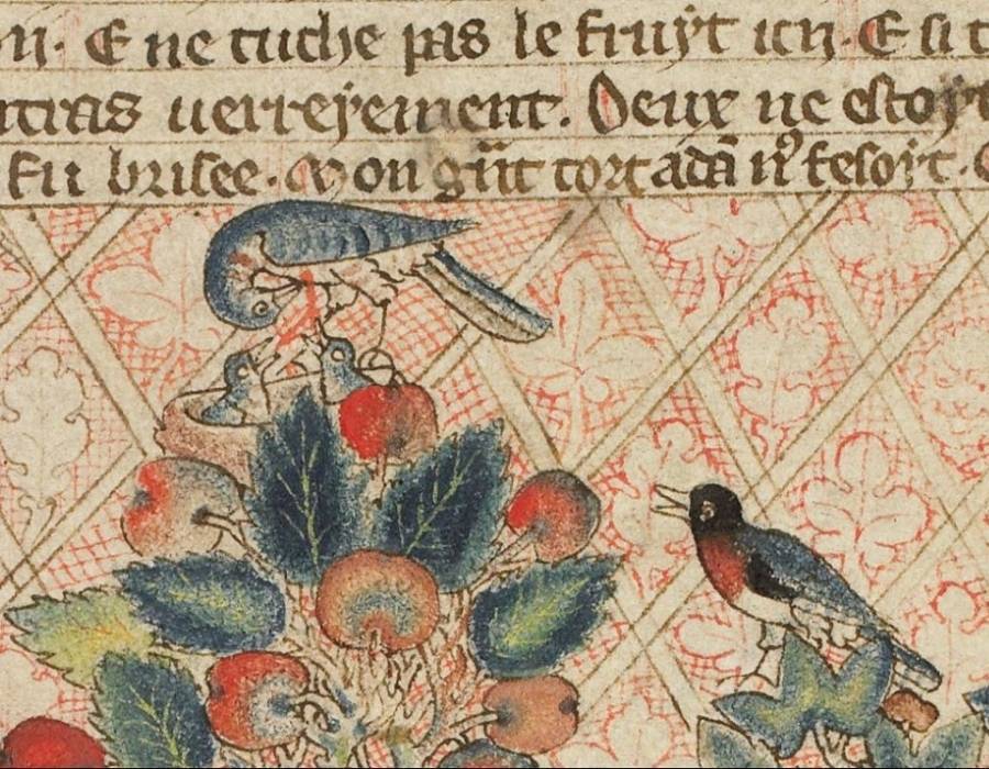 The robin in an old version of the bible