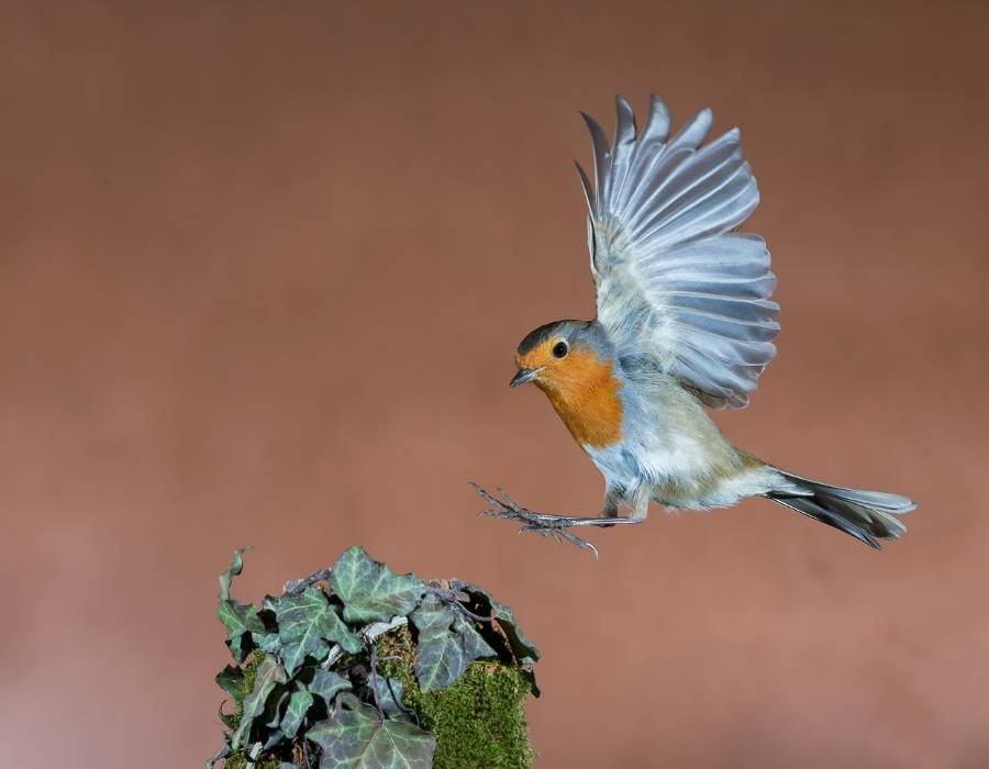 robin landing