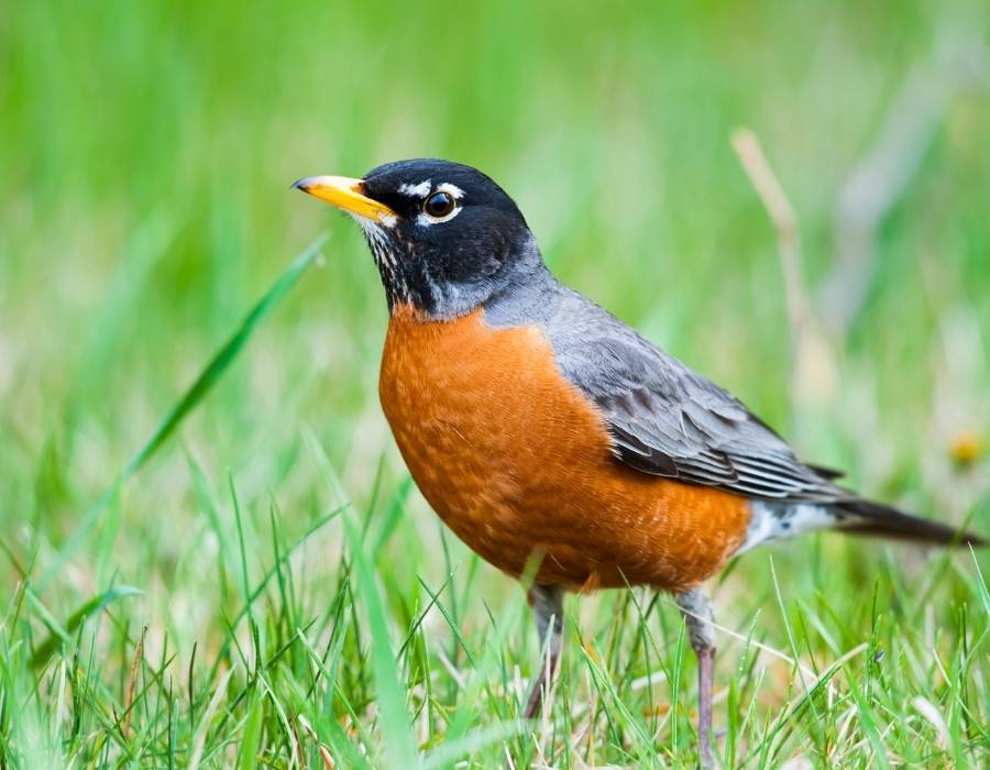 robin on grass Robin Feather Meaning: A Spiritual And Symbolic Guide To finding one