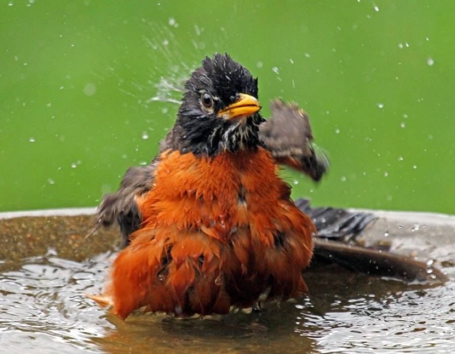 Robin taking a bath