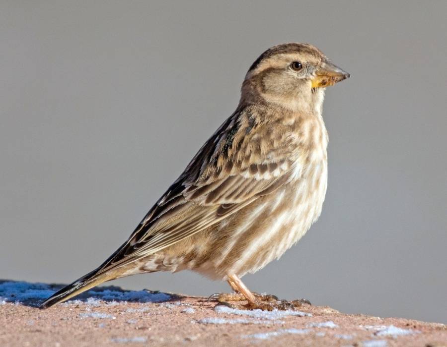 rock sparrow (Petronia petronia)