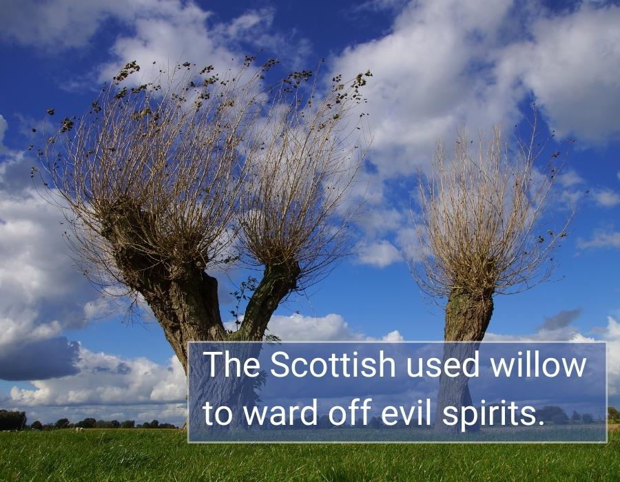 scots spiritual meaning willow tree