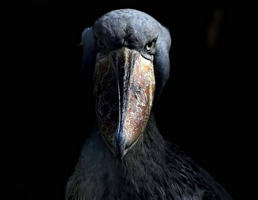 A shoebill stork, one of the birds associated with death in some cultures