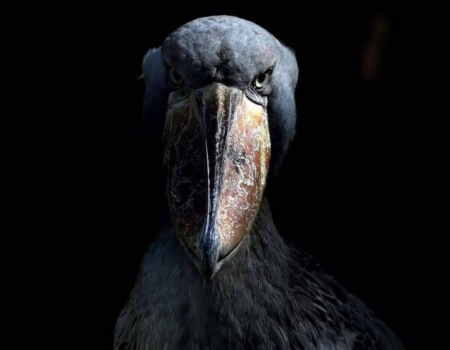 shoebill