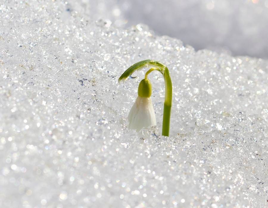 snowdrops in snow