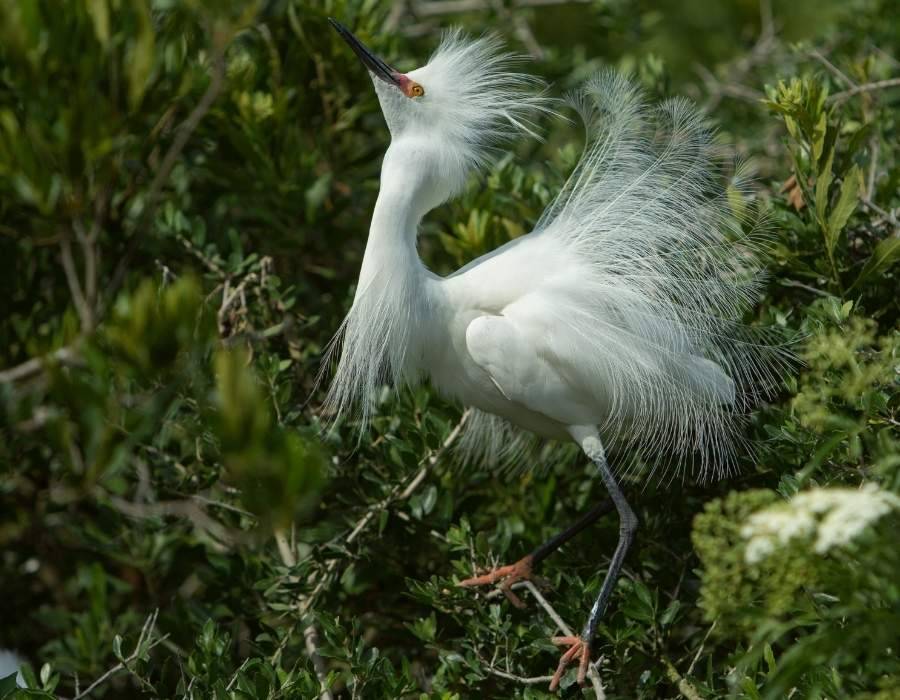 Snowy egret (Egretta thula) - wading bird