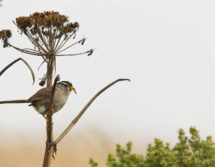 sparrow on plant Sparrow Feather Meaning: What the Symbolism Of A Sparrow Means In Your Life