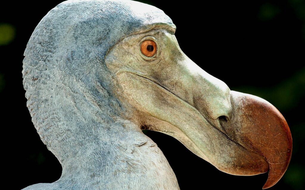 dodo - extinct flighless bird