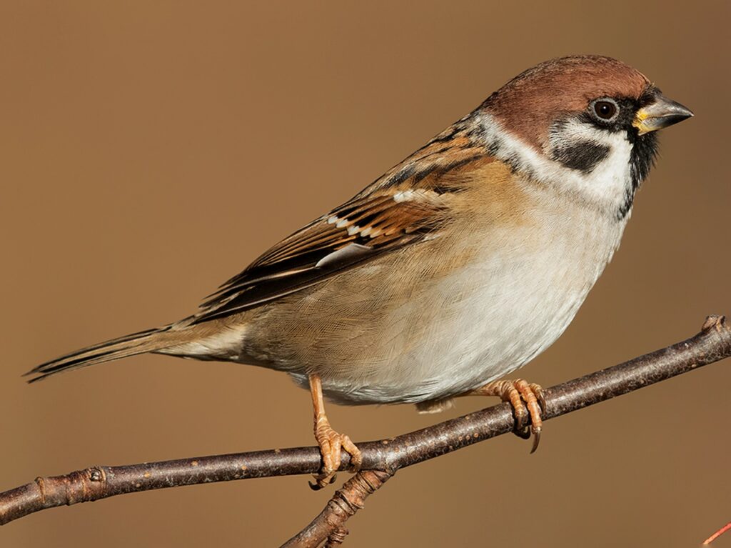 tree sparrow (Passer montanus)
