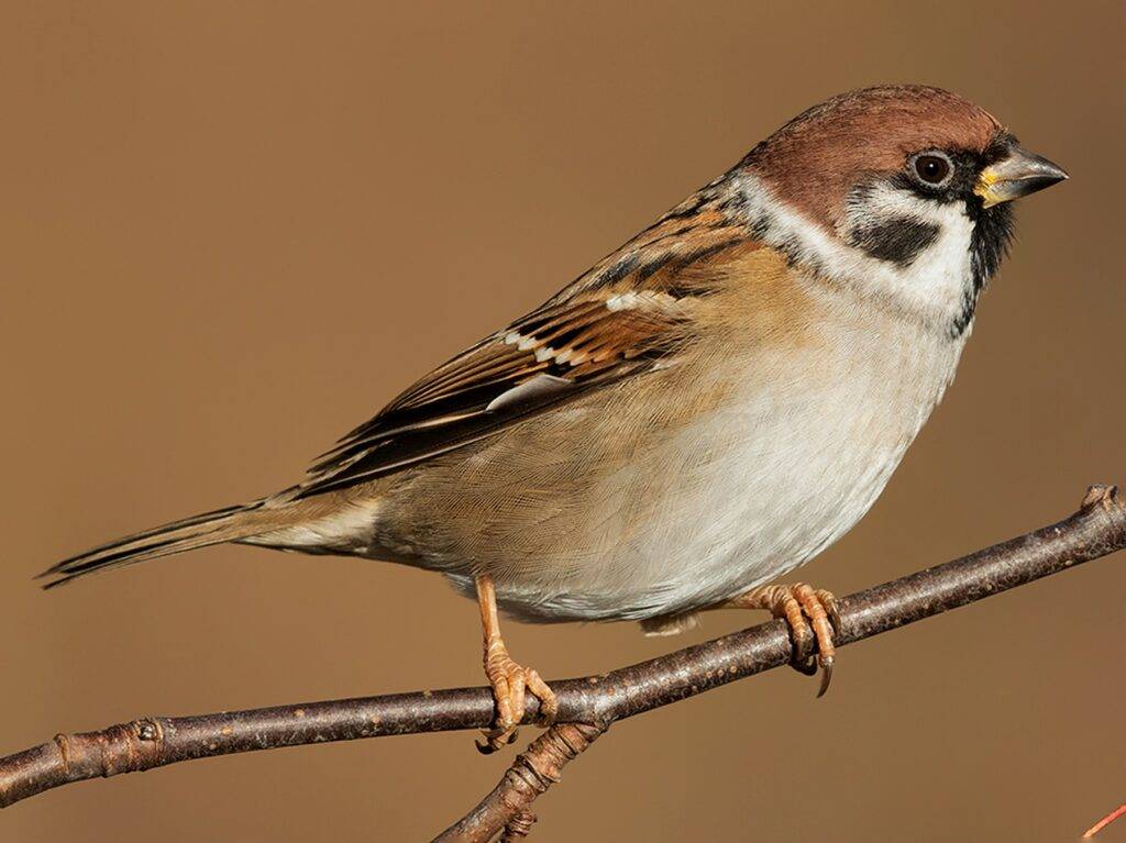 tree sparrow