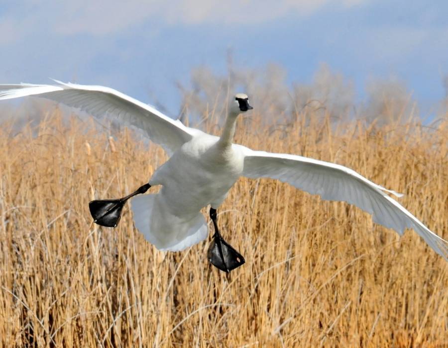 trumpeter swan (Cygnus buccinator)