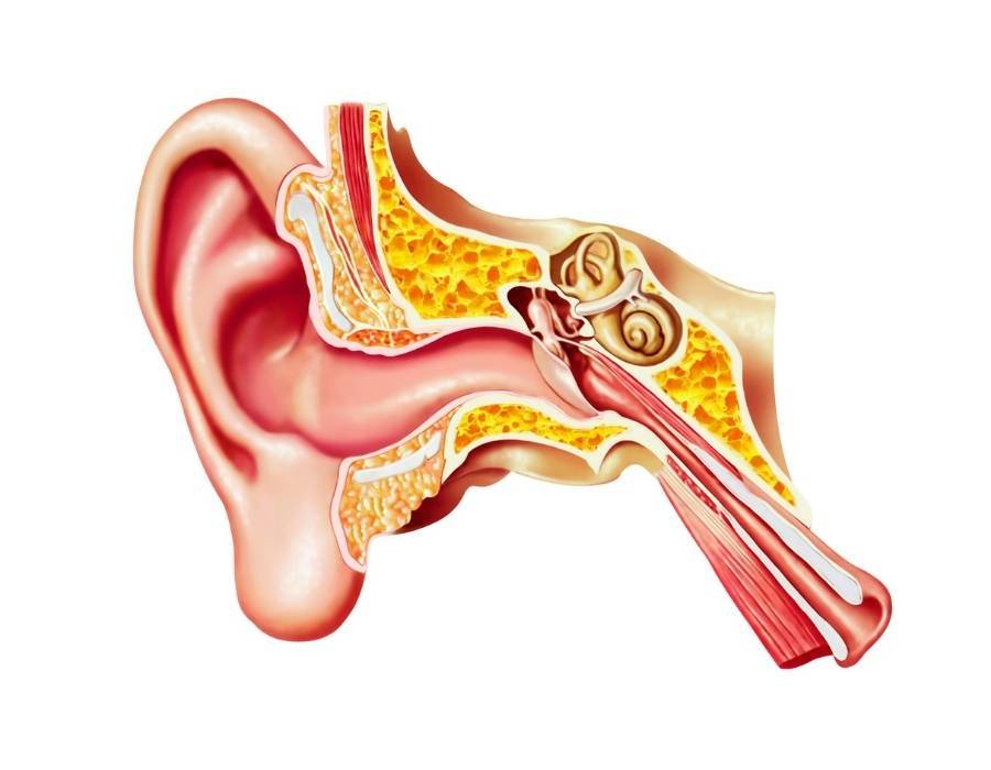 vestibular system