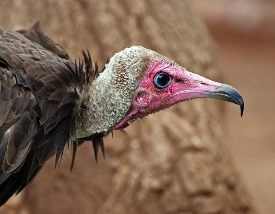 vulture read head Vulture Feather Meaning: What Does It Mean When You Find One?