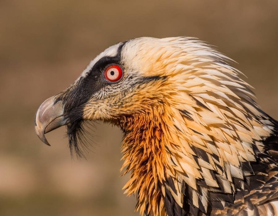 vulture spirtual feathers