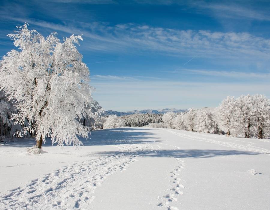 white red in winter