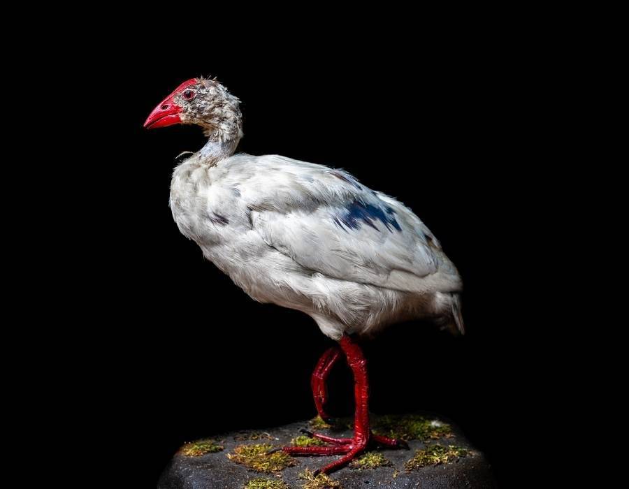 white swamphen (Porphyrio albus)