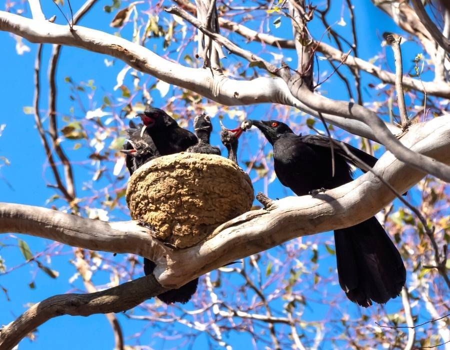 White-winged chough (Corcorax melanorhamphos) 