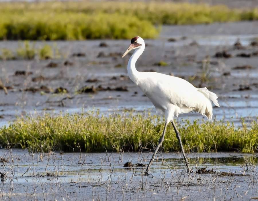 whooping crane (Grus americana)