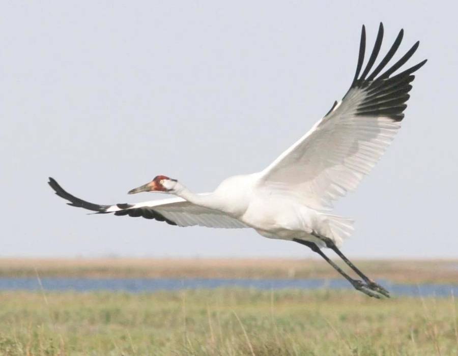 whooping crane (Grus americana)