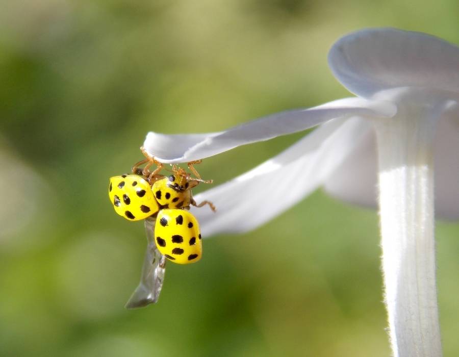 yellow ladybug on flower