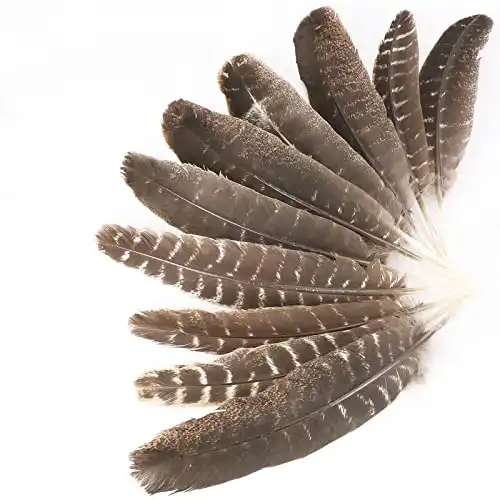 Natural Turkey Feathers for Crafts